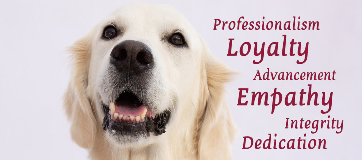 Wynantskill New York Veterinarians