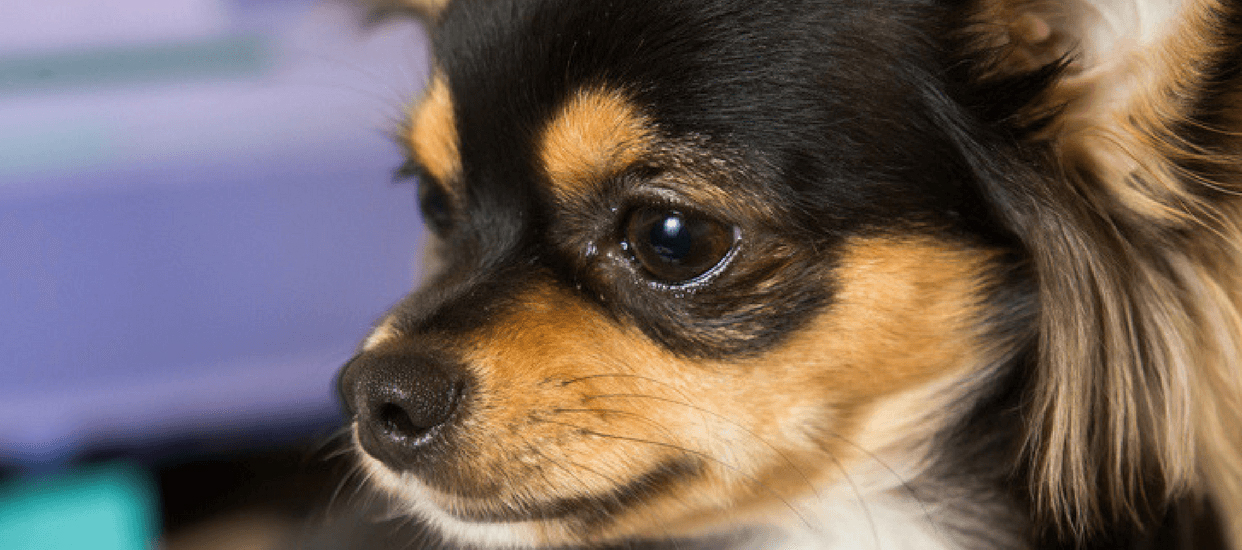 Wynantskill New York Veterinarians
