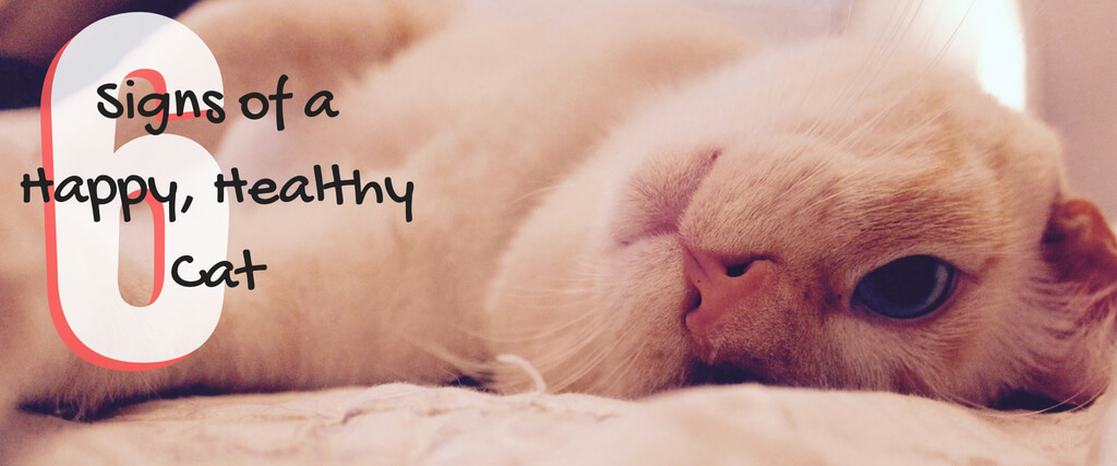 grumpy cat quotes tumblr