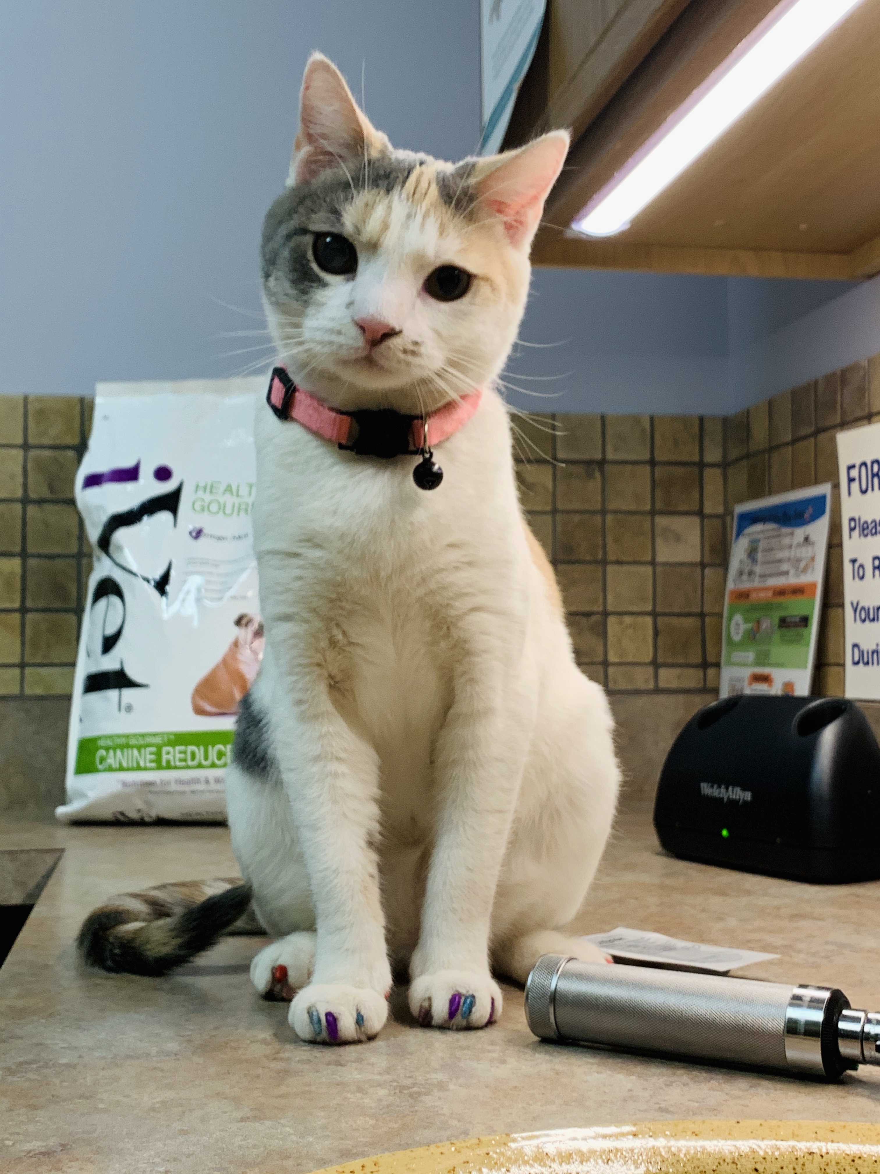 Adopted Senior Cat Who Loves Getting Manicure Delights Internet