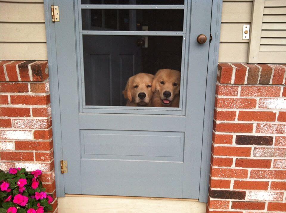 veterinarians near me