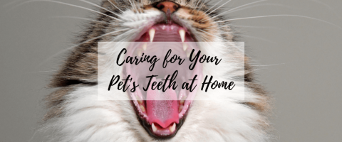 Caring for Your Pet's Teeth at Home