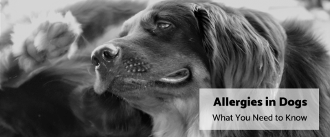 Allergies in Dogs: What You Need to Know