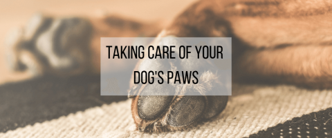 Taking Care of Your Dog's Paws