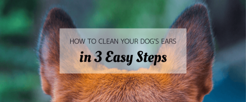 How to Clean Your Dog's Ears in 3 Easy Steps