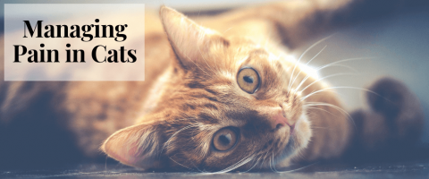 Managing Pain in Cats