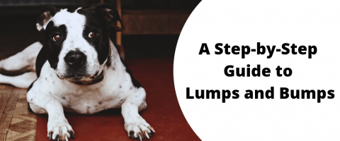 A Step-by-Step Guide to Lumps and Bumps