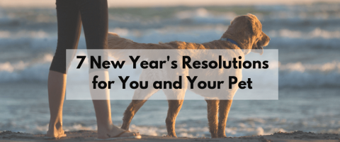 7 New Year's Resolutions for You and Your Pet
