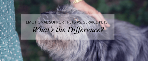 Emotional Support Pets vs. Service Pets: What's the Difference?