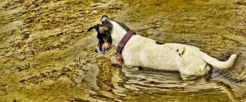 Photo of dog standing in water, where he might get giardia
