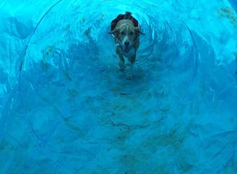Tips for Fun (and Safety) at the Dog Park