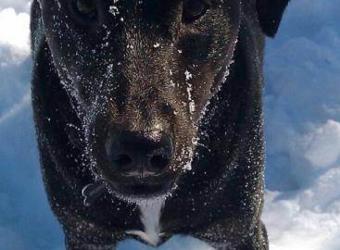 Hosting a Dog Party: Top 5 Tips for Success