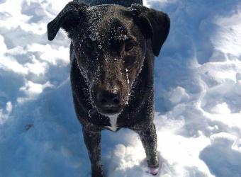 Why Dog Diagnostic Imaging May Be Needed