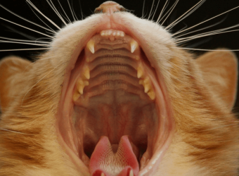 Laser Therapy Q & A