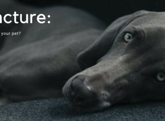 How to Pet Proof Your Home