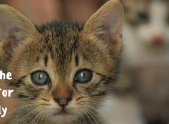 Catnip and Your Cat - What it Is, What it Does, and Why It Doesn’t Affect All Cats