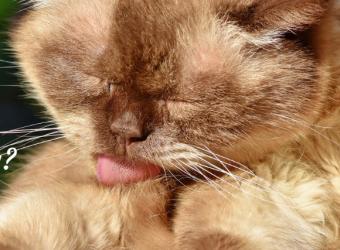 Vaccination: Finding the Right Protocol for Your Pet