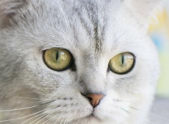 Is Your Senior Cat in Pain?
