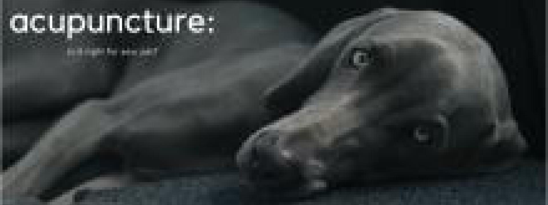Is Acupuncture Right for Your Pet?