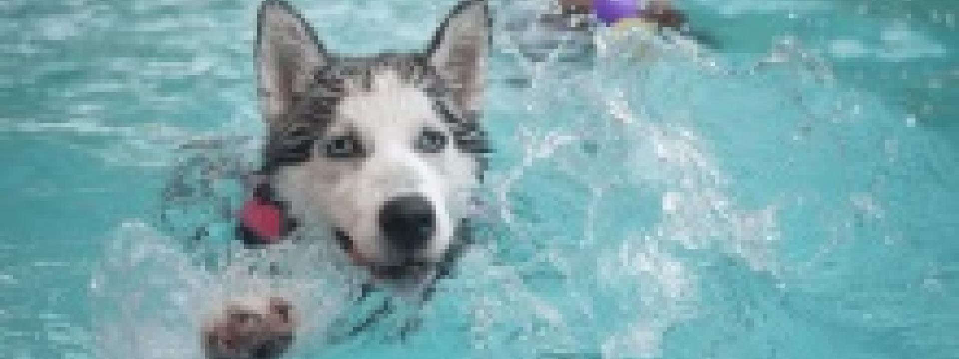 Pool and Beach Safety Tips for Pets