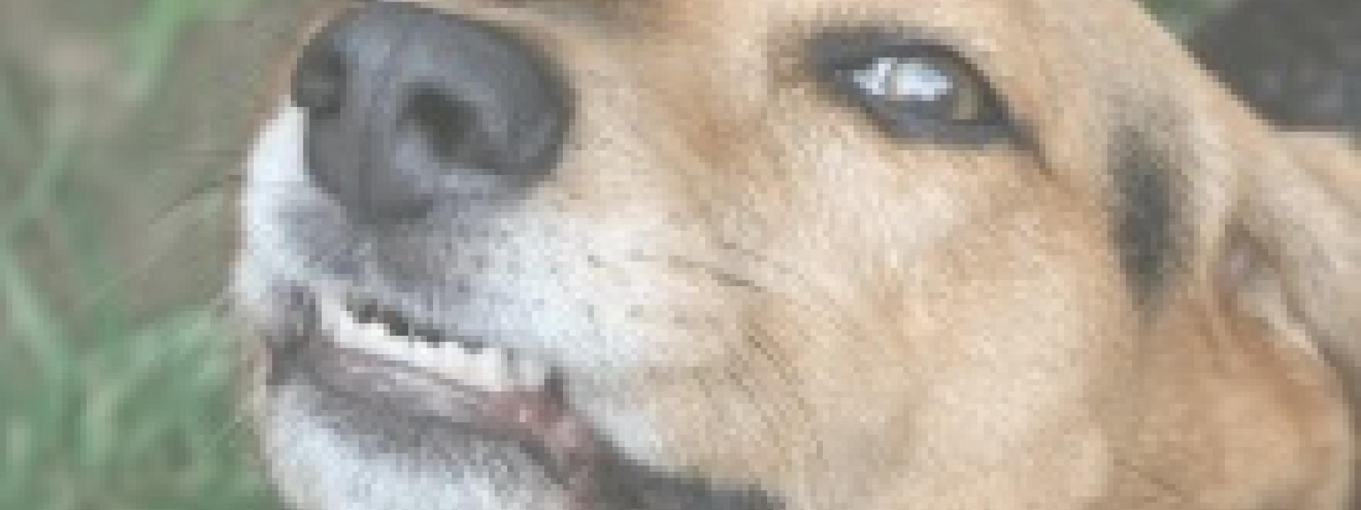 Top 5 Pet Dental