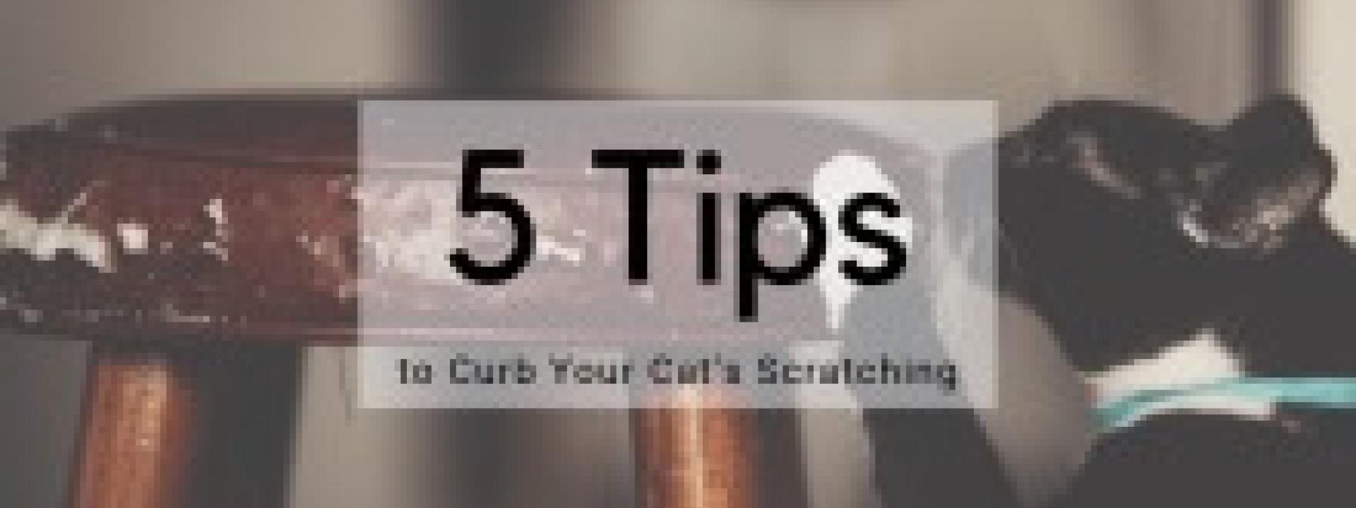 5 Tips to Curb Your Cat’s Scratching