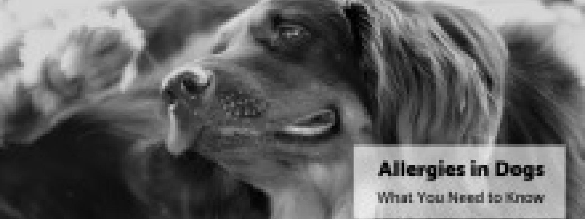 Allergies in Dogs