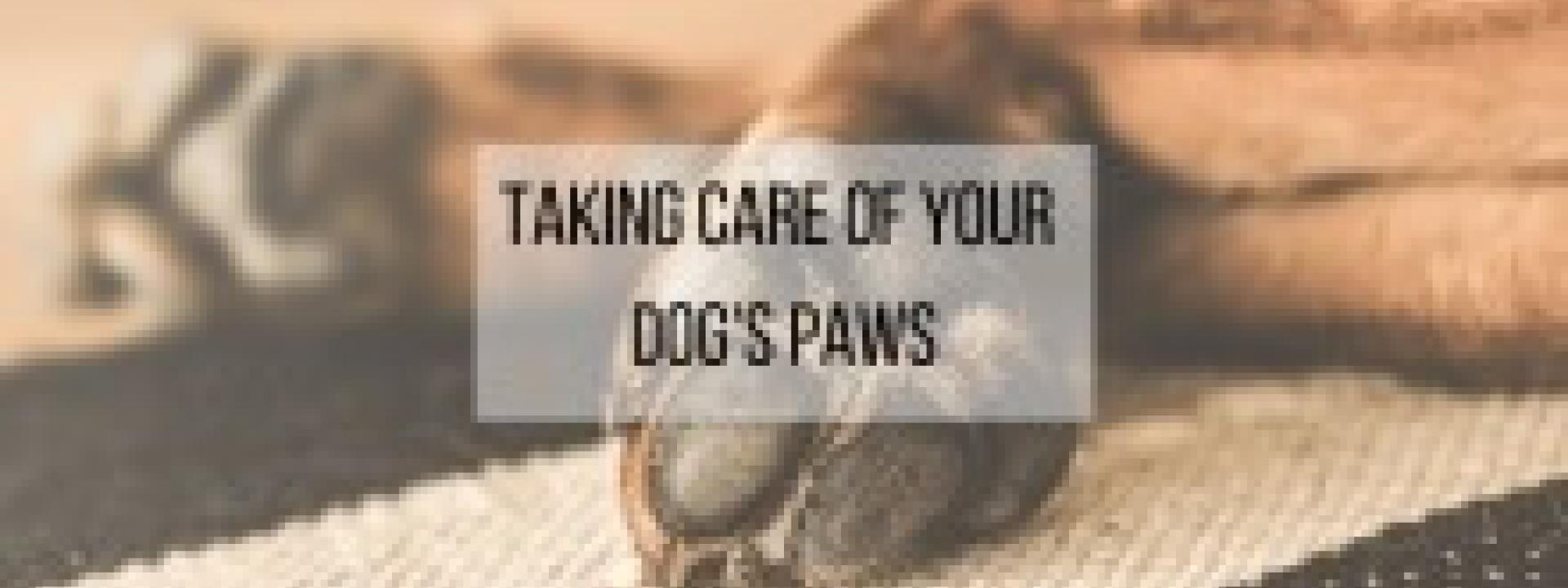 Dog Paws