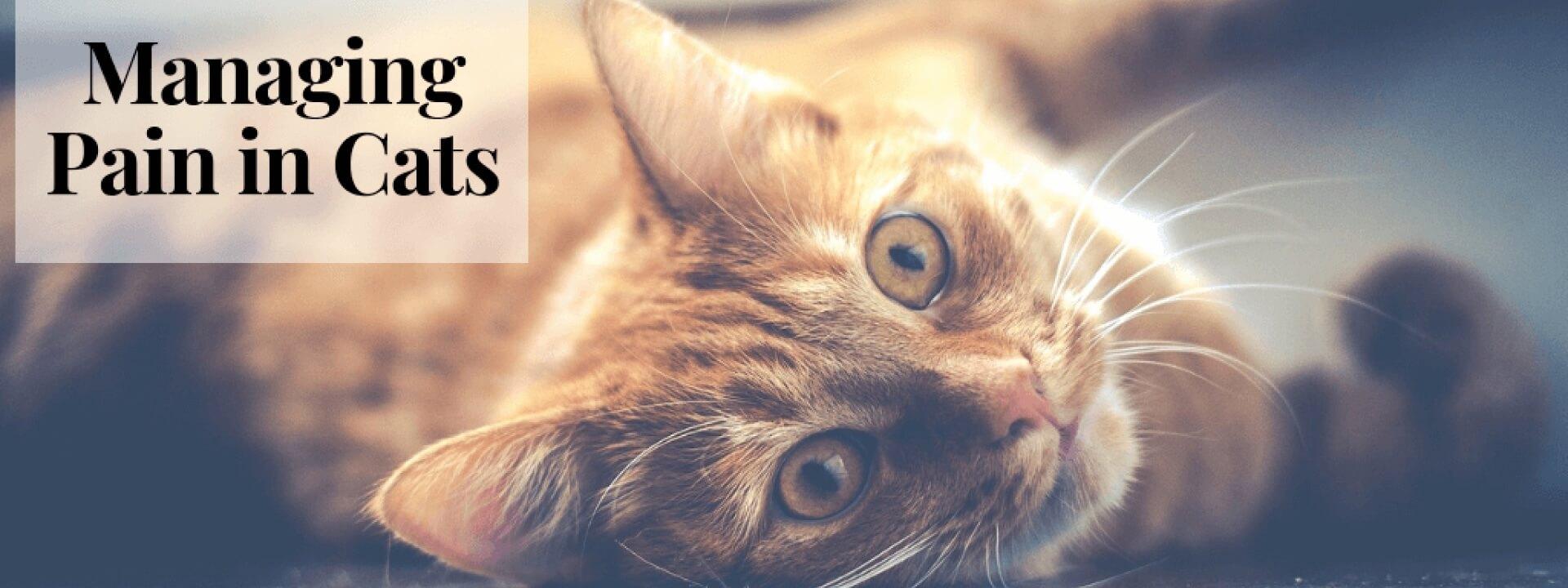 Managing Pain in Cats