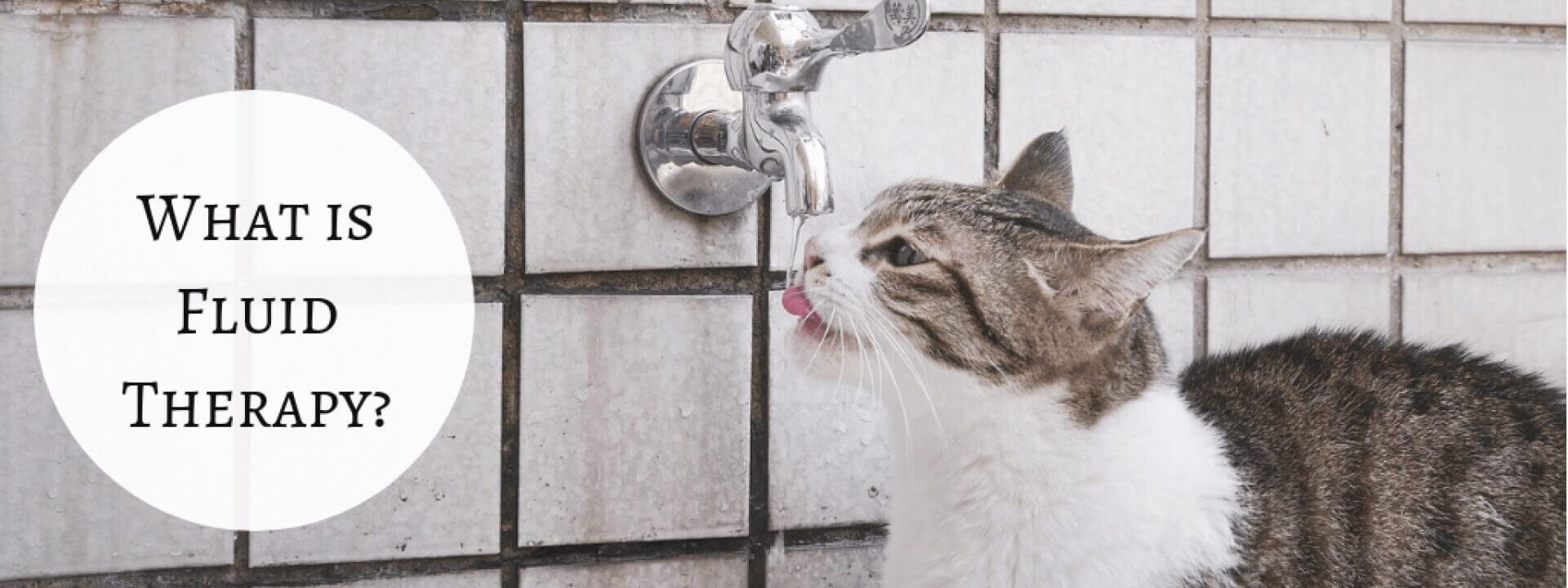 What Is Fluid Therapy?