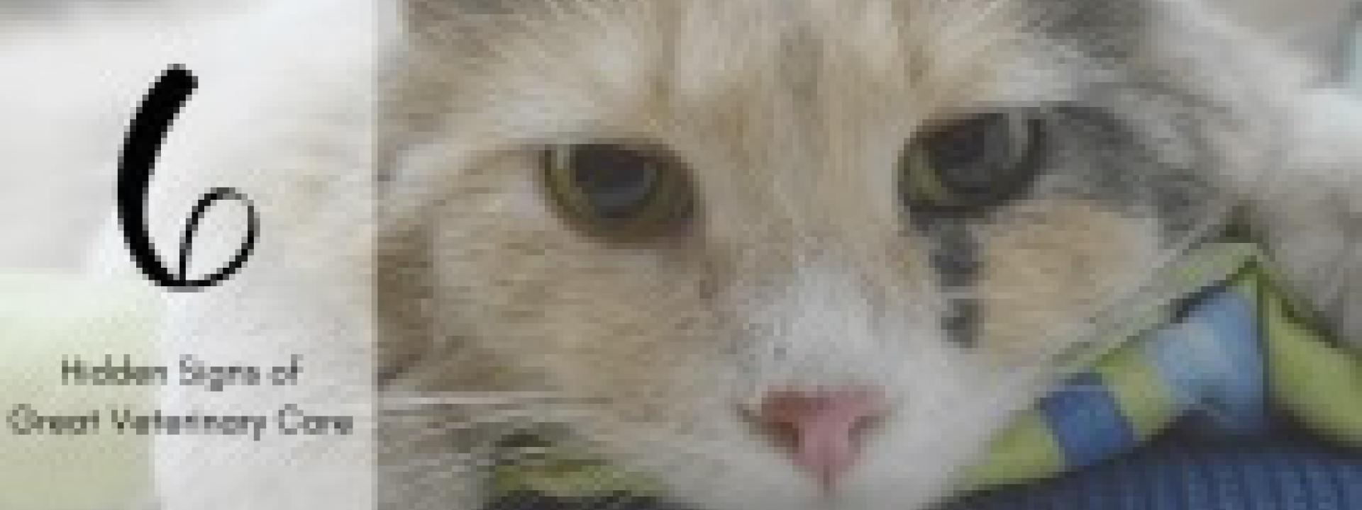 6 Hidden Signs of Great Veterinary Care
