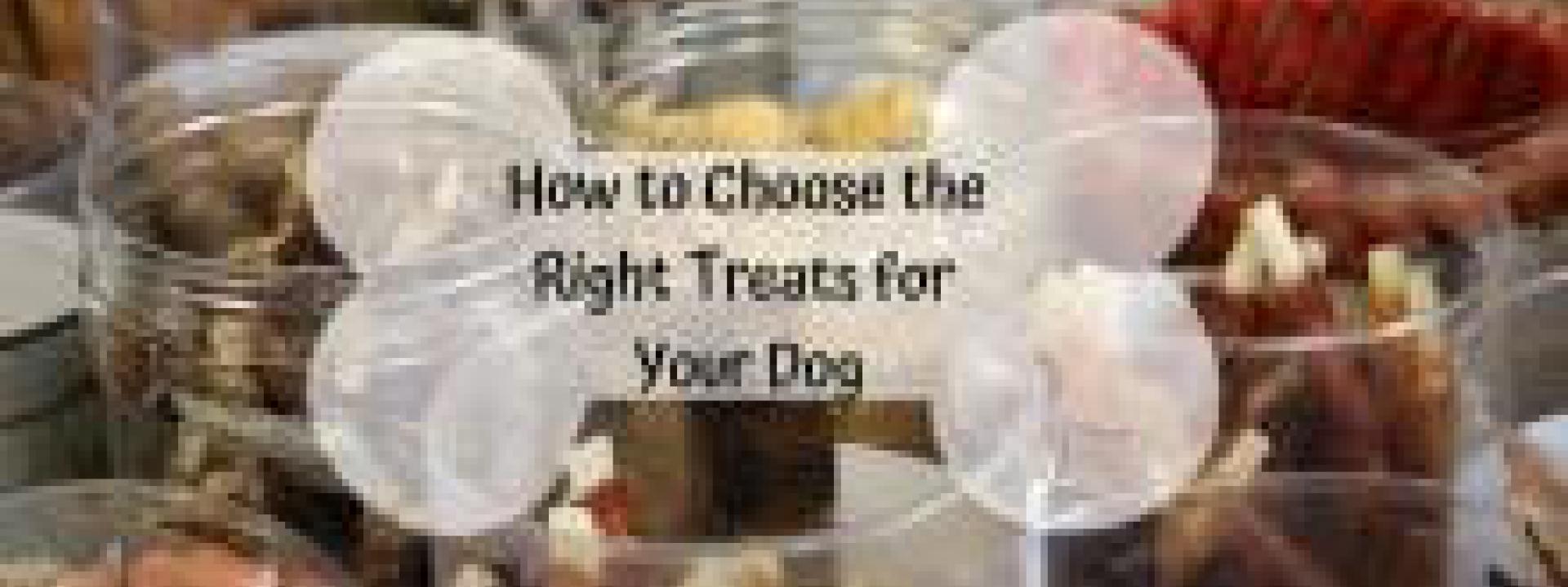 Right Treats for Your Dog