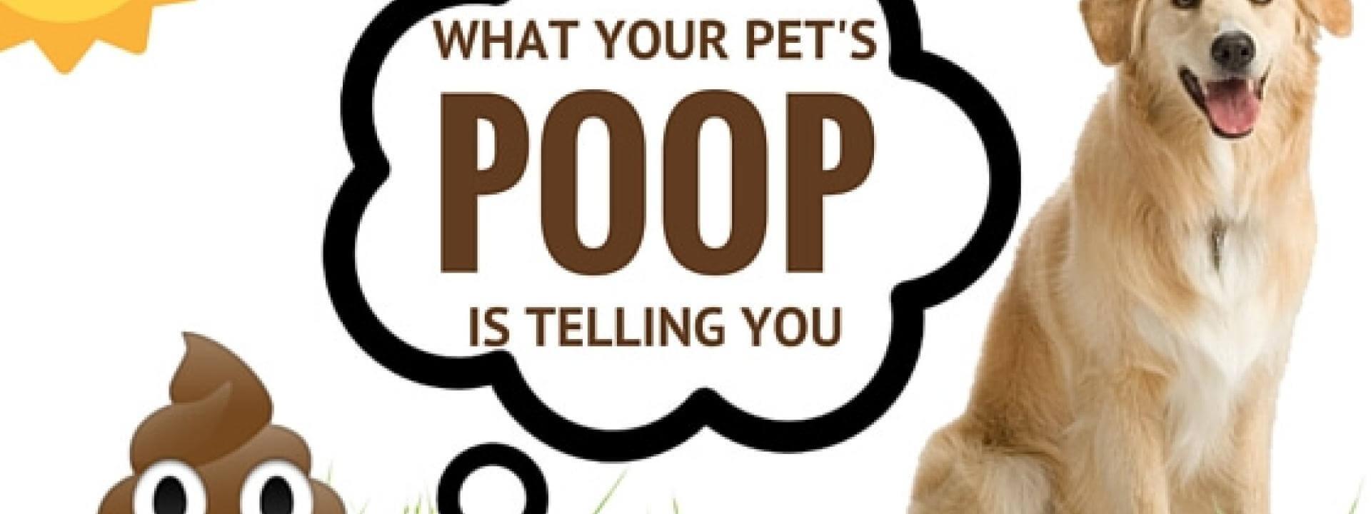 What Your Pet's Poop is Telling You