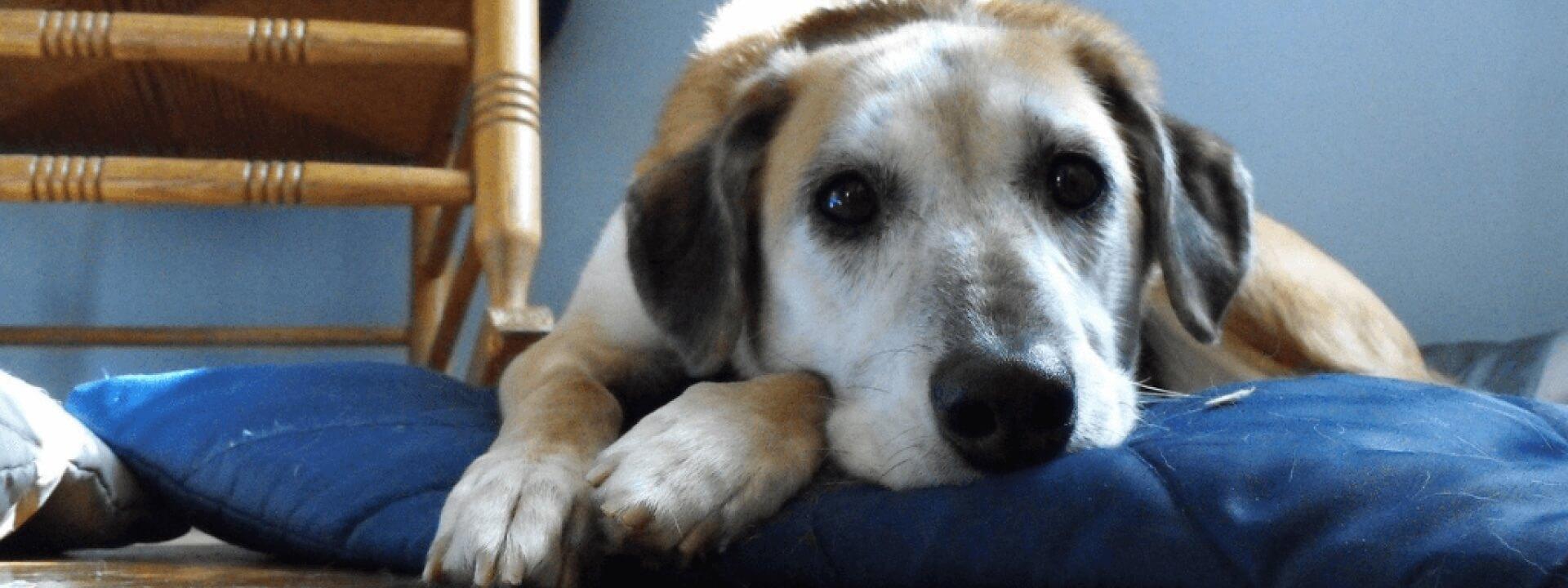 Recognizing Signs of Pain in Your Pet