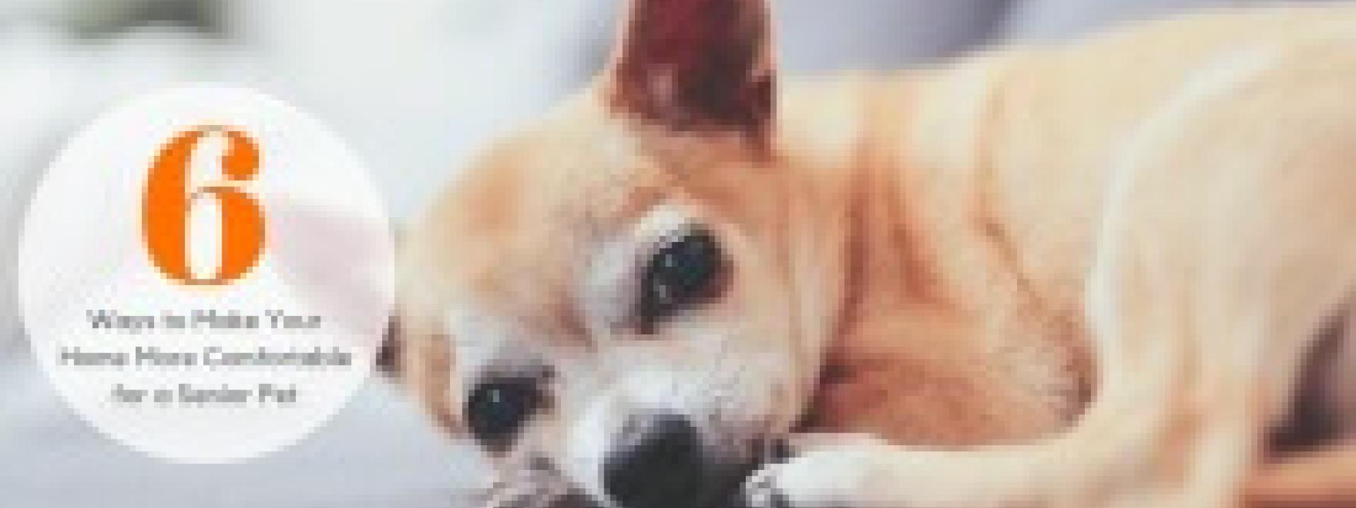 6 Ways to Make Your Home More Comfortable for a Senior Pet