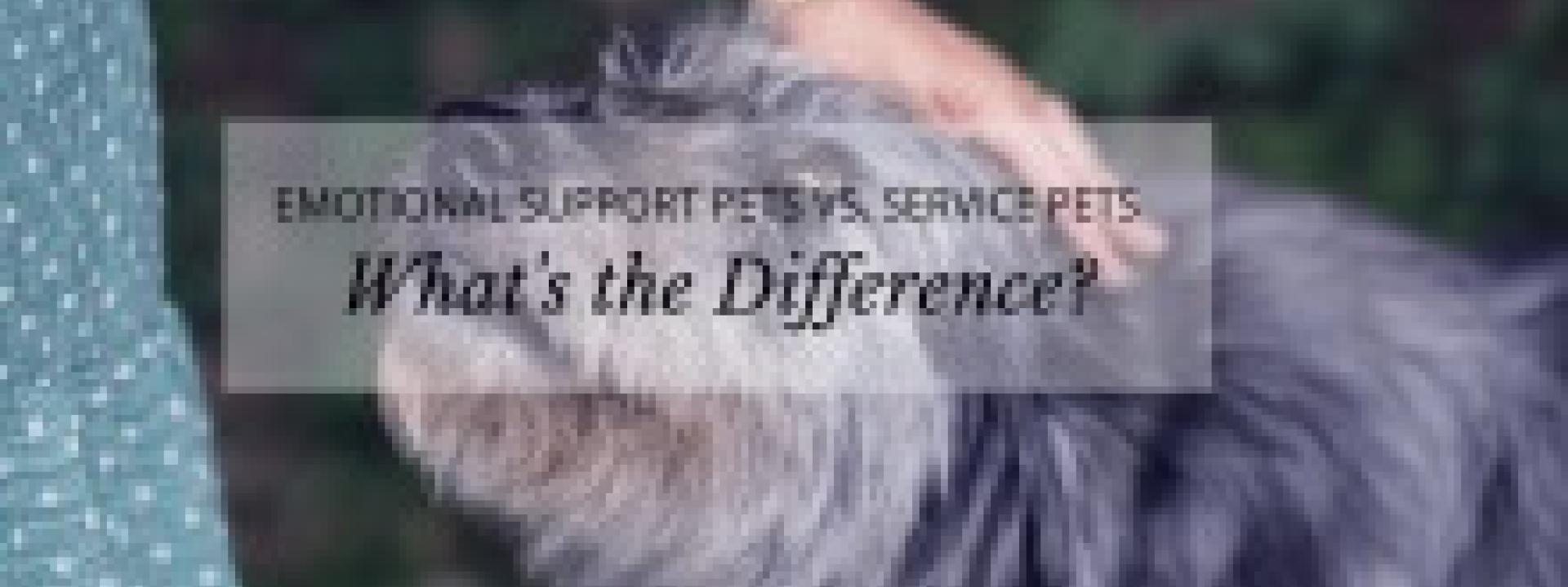 Emotional Support Pets vs. Service Pets: What’s the Difference?