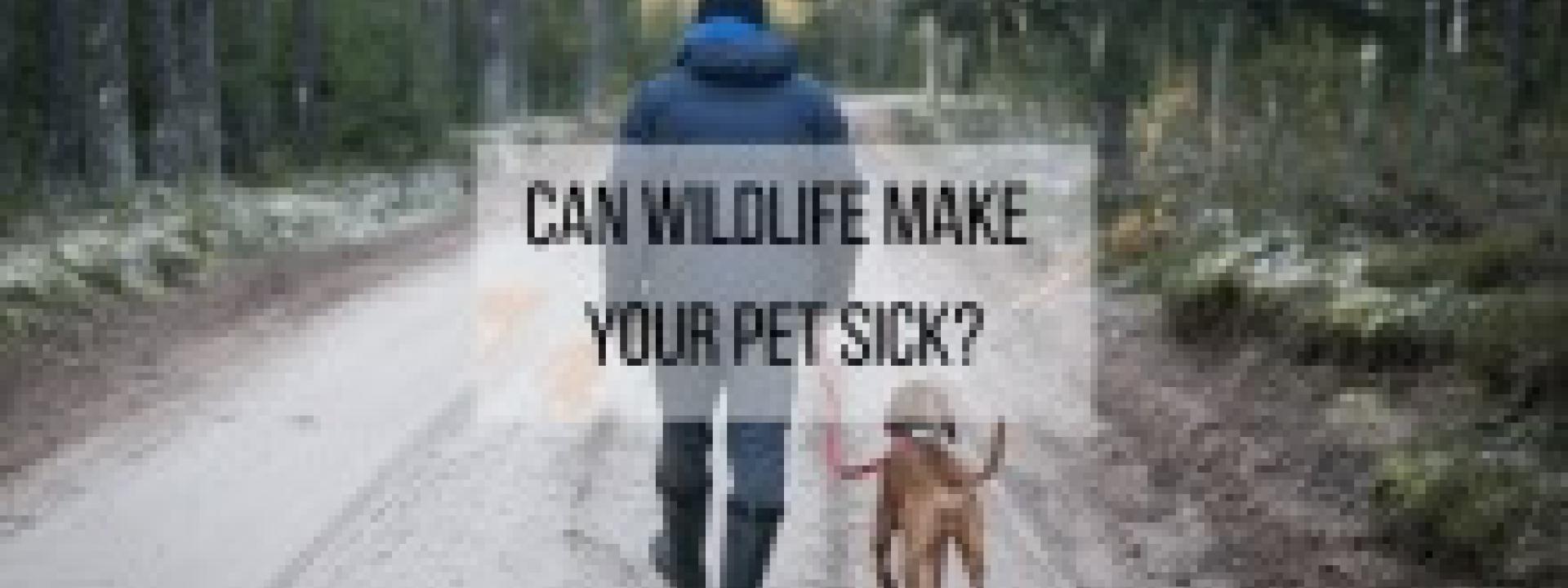 Can Wildlife Make Your Pet Sick?