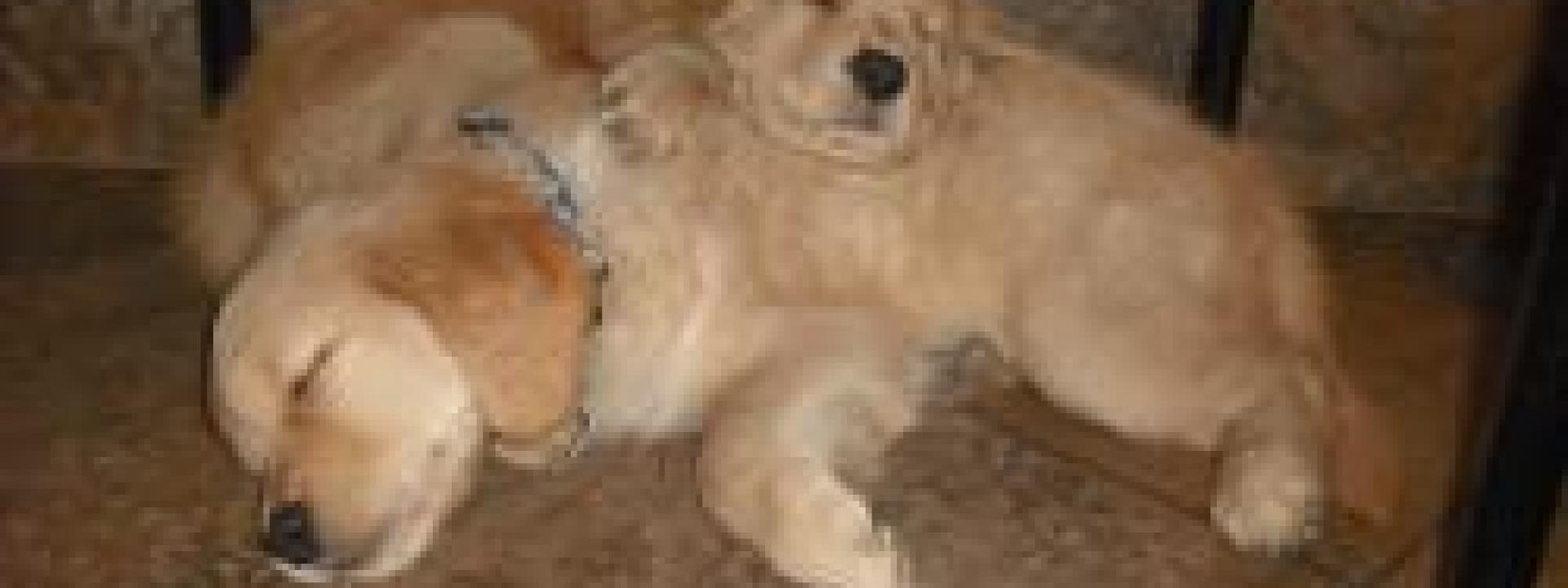 veterinary care
