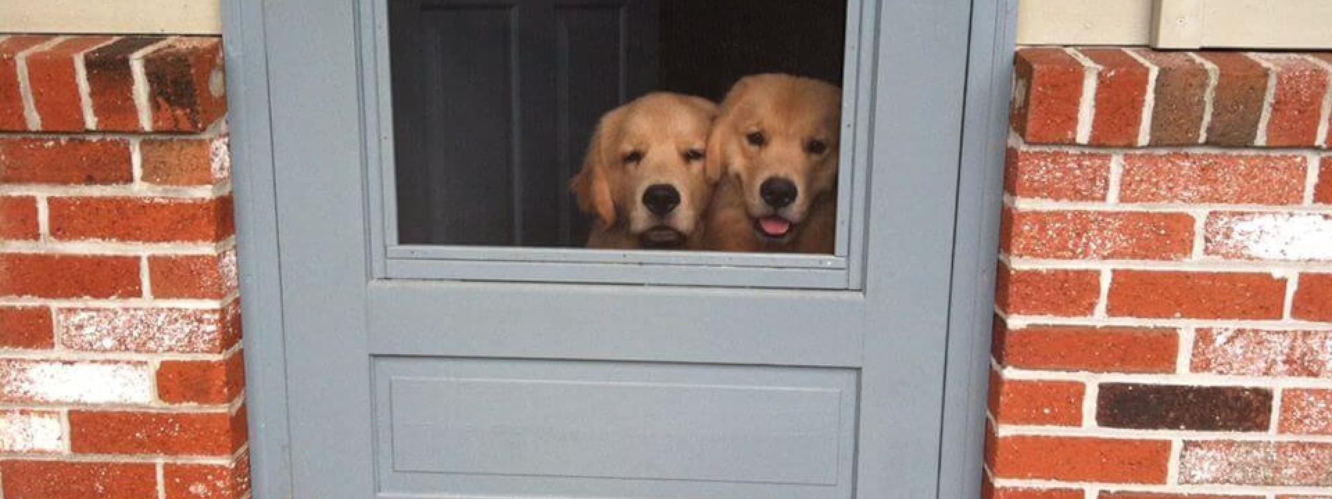 veterinarians near me