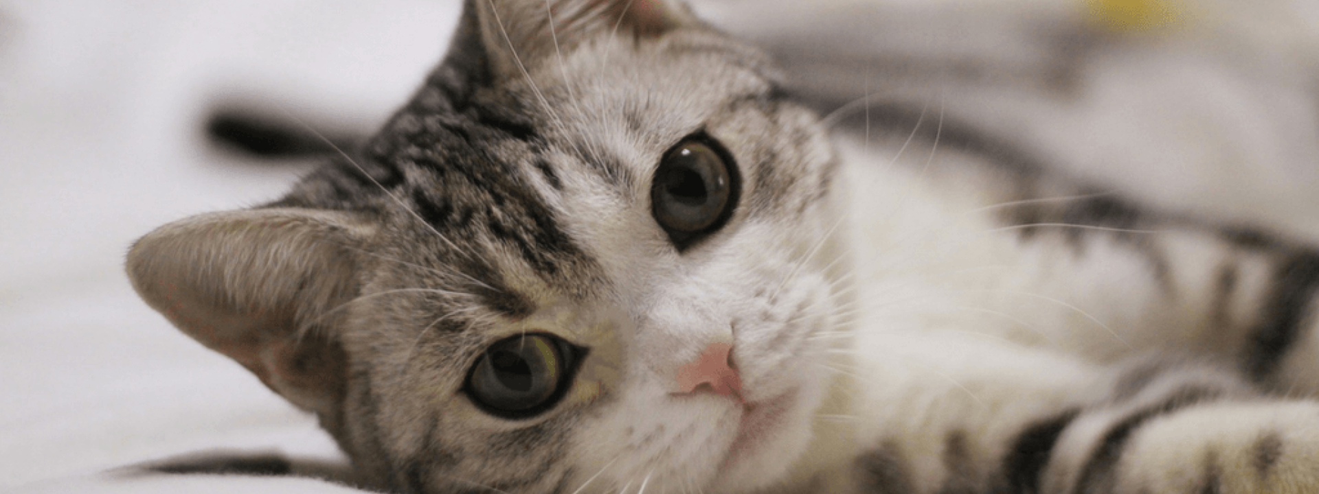 veterinary clinics near me