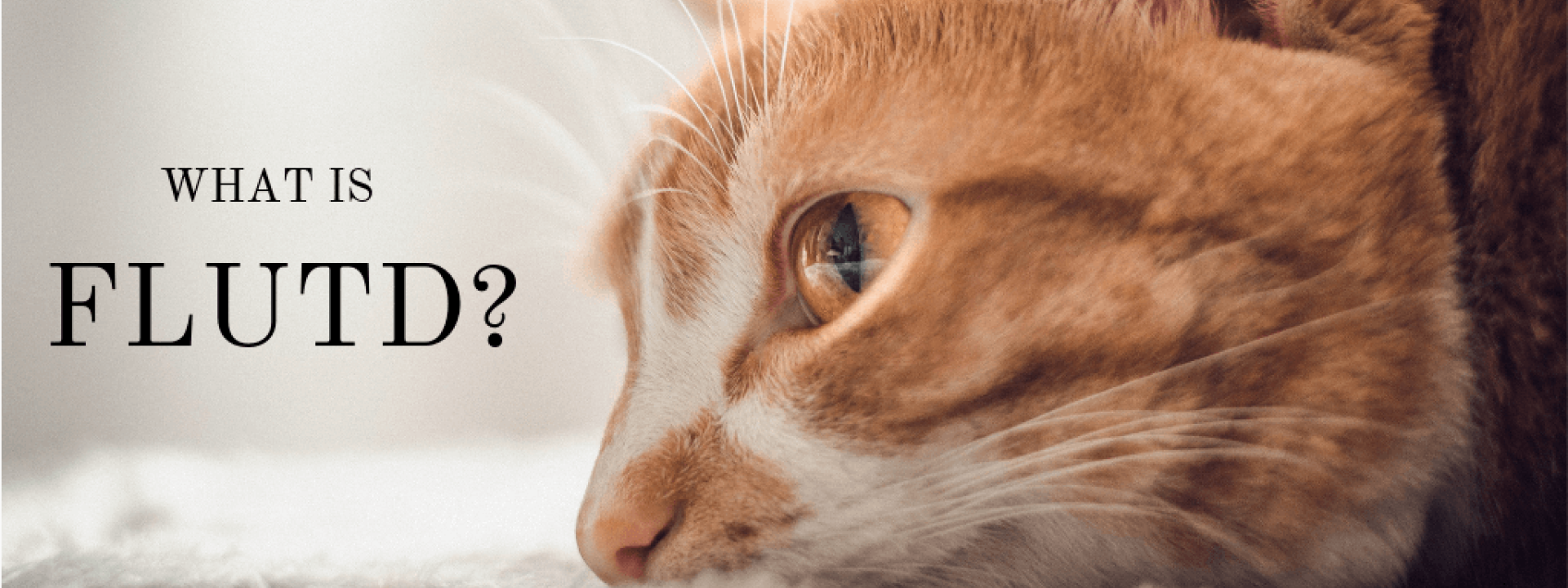 Cat flutd home treatment hot sale