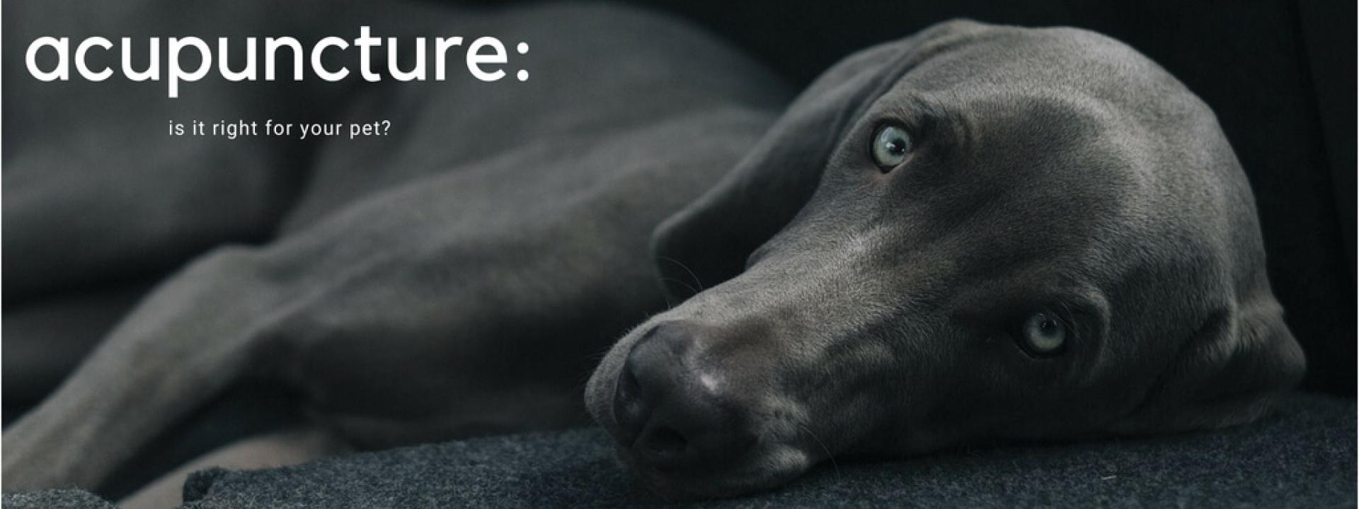 vet clinic near me