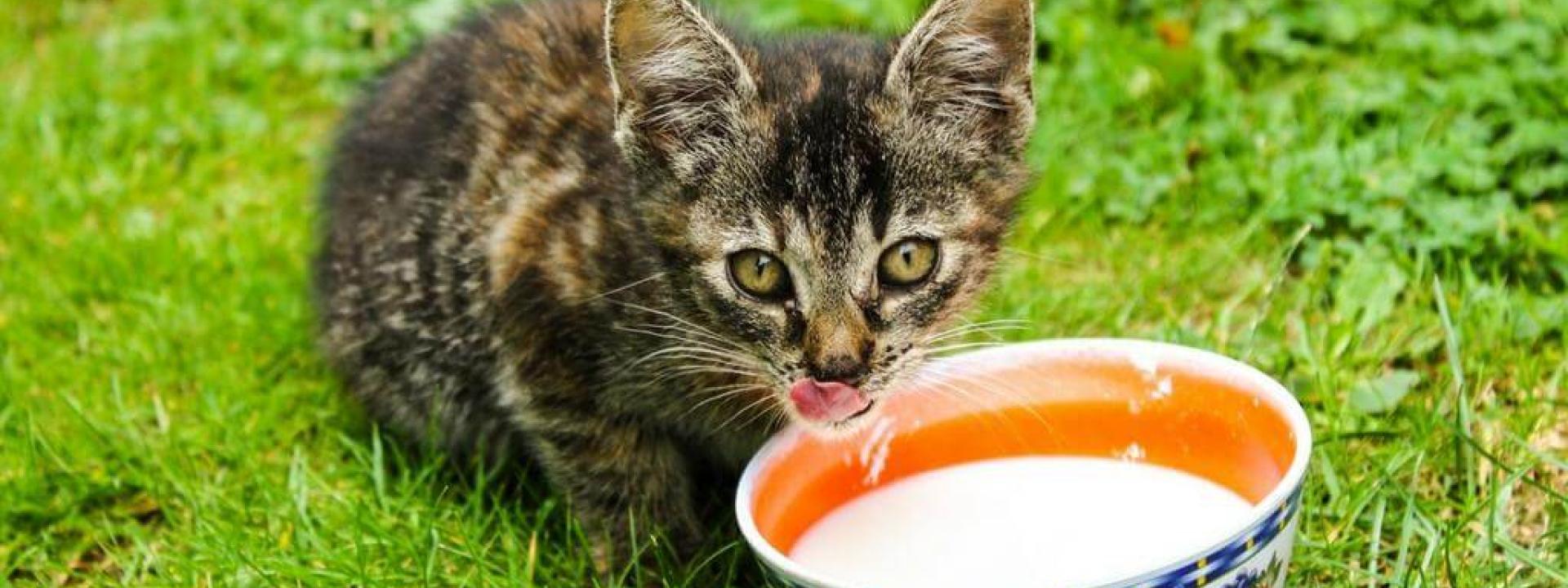 Cats and Cow's Milk Don't Mix