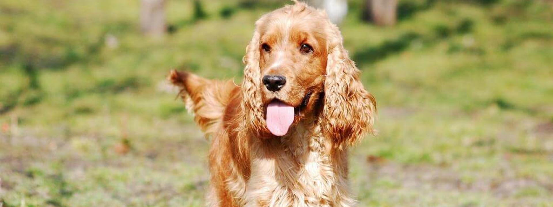 Ear Infections and Dogs