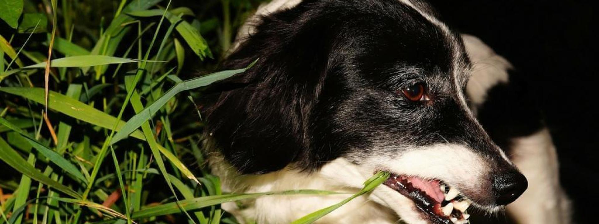 Why Do Dogs Eat Grass?