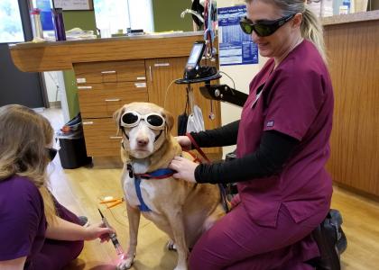 Laser Therapy with Janelle
