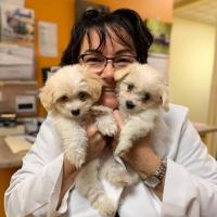 Dr. Wiggins and pups